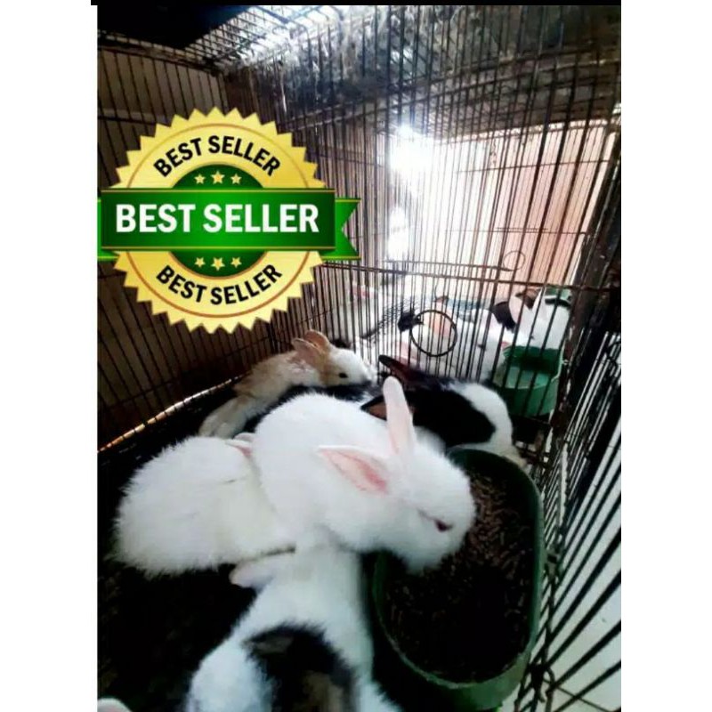 Kelinci lokal