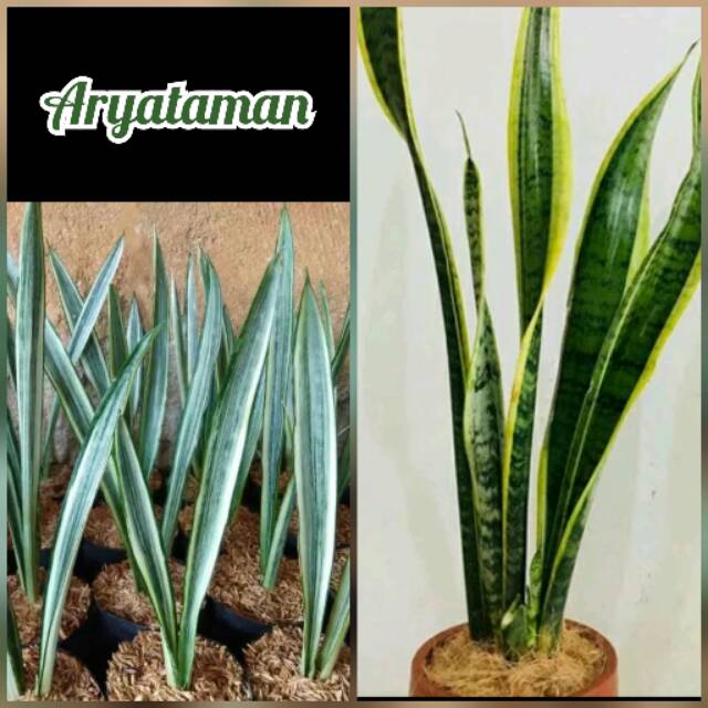 2 Paket Tanaman Hias Sensivera - Tanaman Lidah Mertua