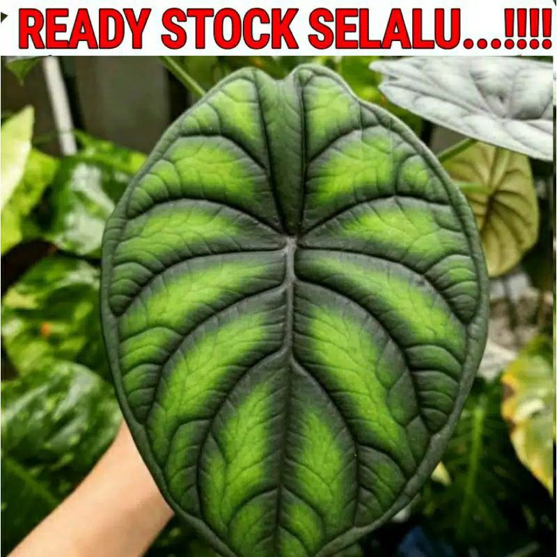 Kembang Alokasia/Alocasia Dragon Scale (Tanaman) keladi hias
