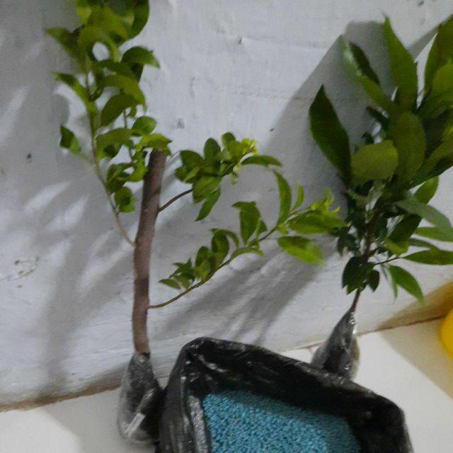 Tanaman Hias Taman Bougenville Putih