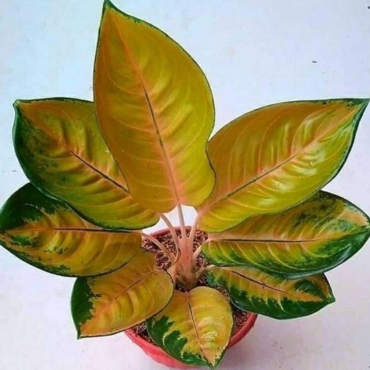 TANAMAN HIAS AGLONEMA SULTAN BRUNAI AGLONEMA SULTAN KUNING