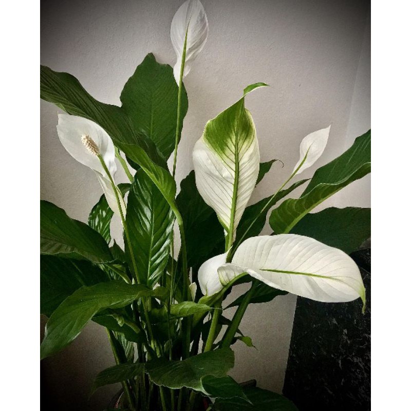 Jual Tanaman Bunga Peace Lily Variegata Shopee Indonesia