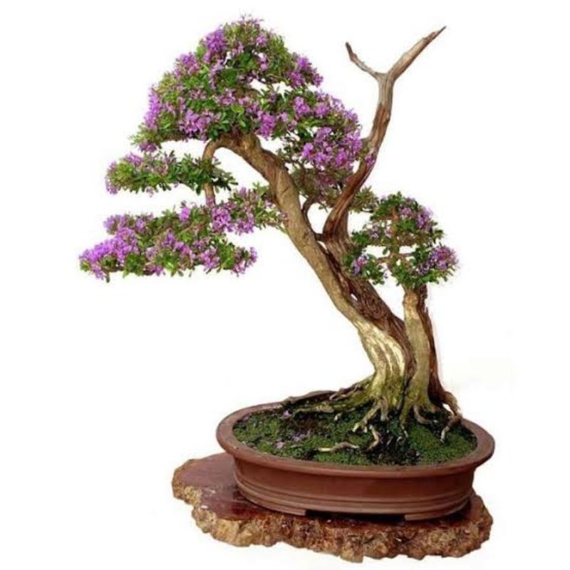 bonsai Saeng simbur super mikro vietnam