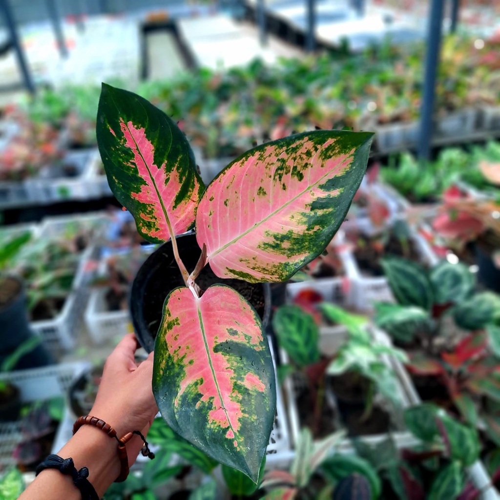 KOCIN PRAMURAI MERAH