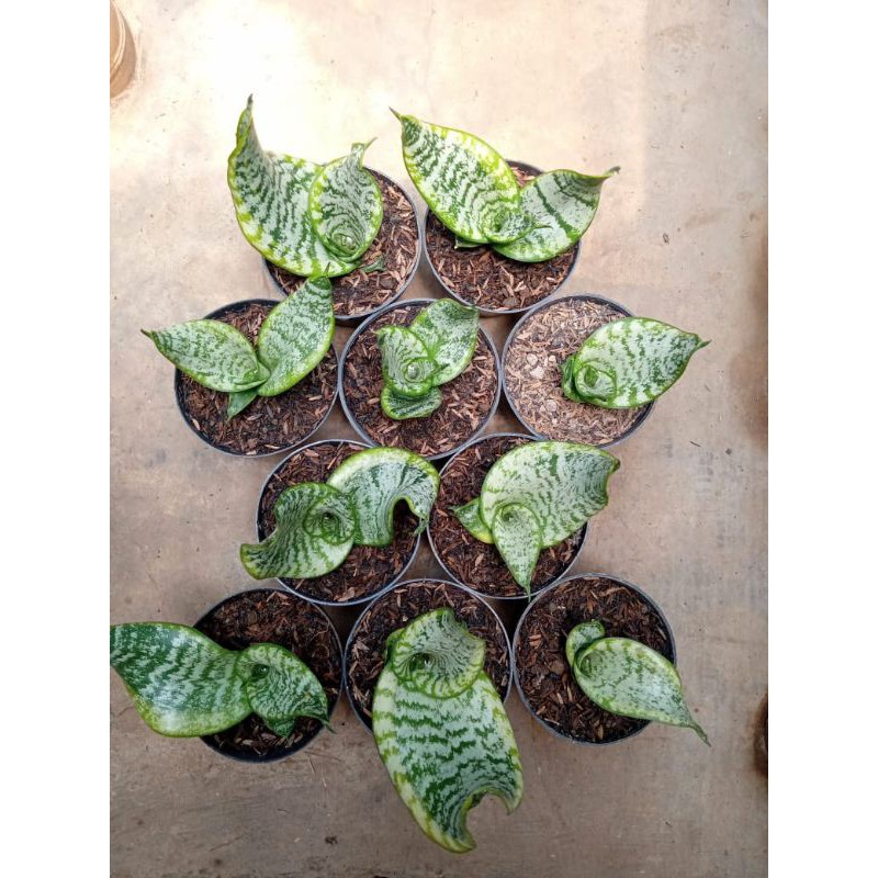 Sansevieria Twister baby