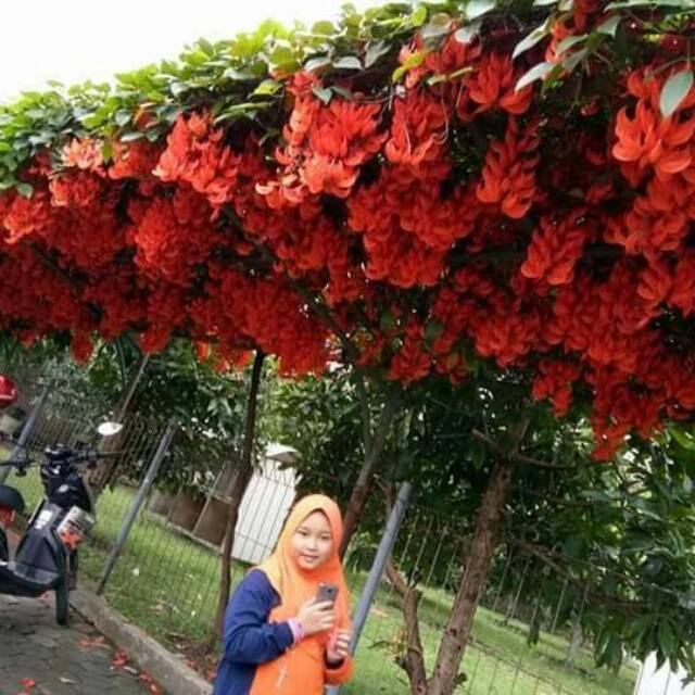 Bibit flame of irian merah api dan hijou toska..