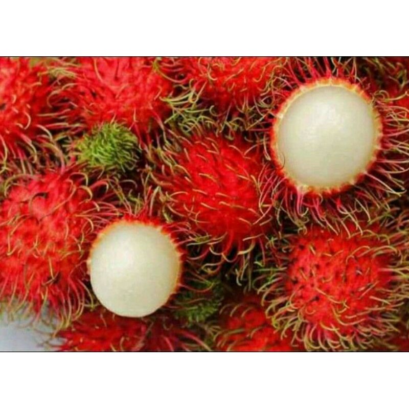 

Ready Buah Rambutan Binjai Asli Segar 1kg