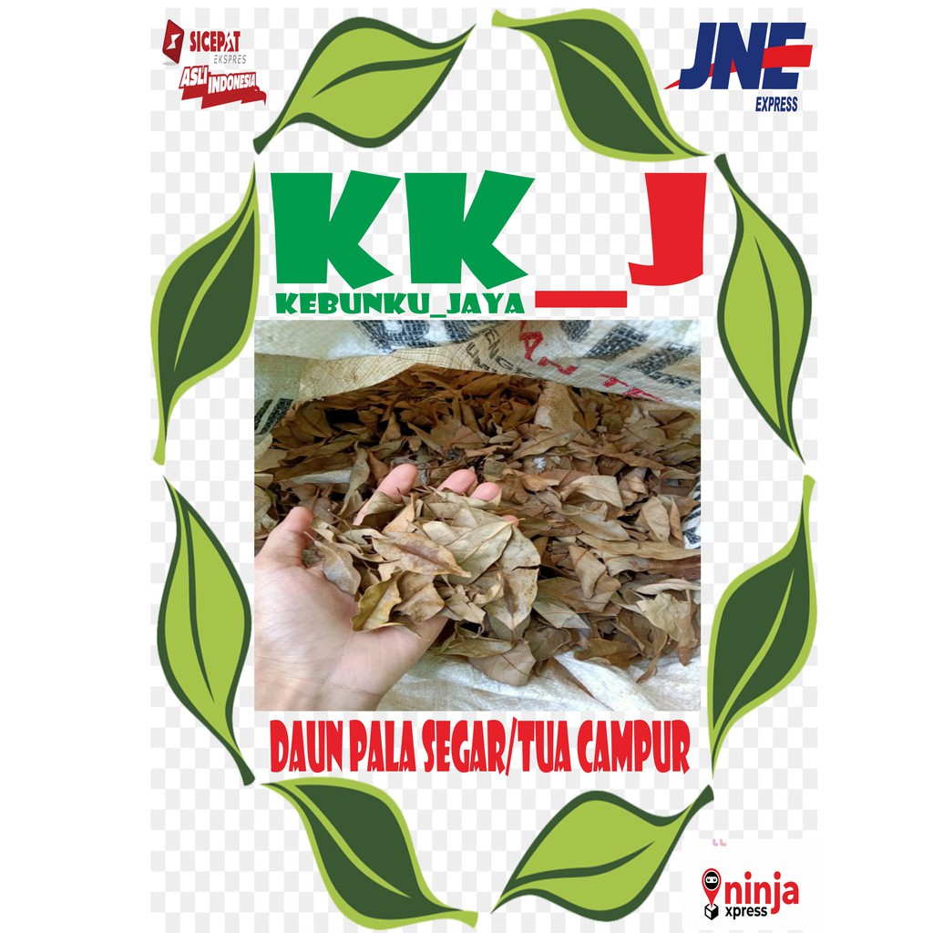 

DAUN PALA SEGAR SIAP PAKAI 1KG MURAH KEBUNKU_JAYA