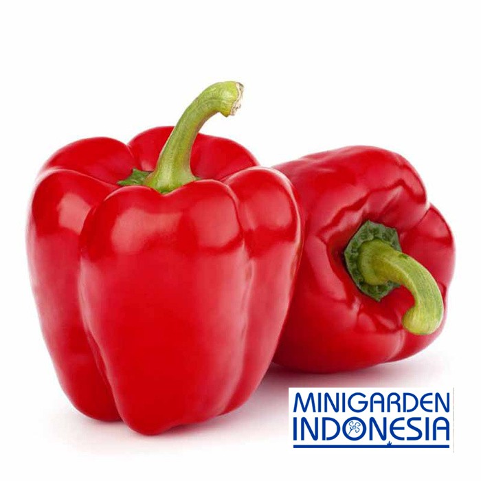 5 Benih Paprika Merah F1 hibrida bibit tanaman sayur sayuran cabai cabe