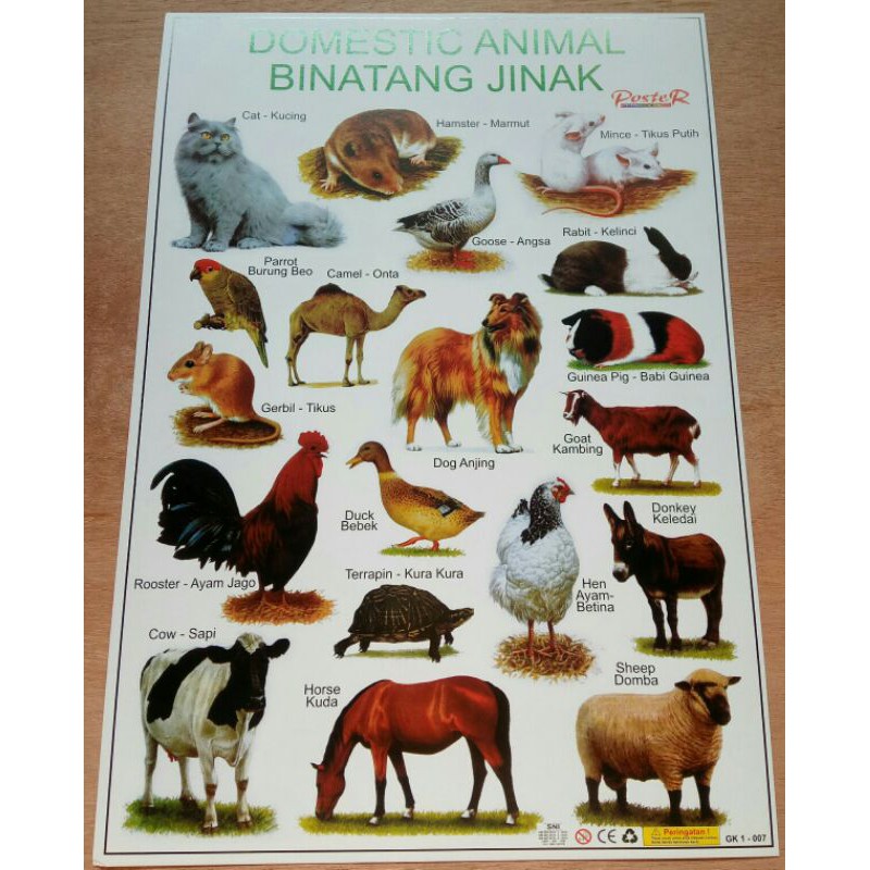 POSTER EDUKASI ANAK HEWAN JINAK