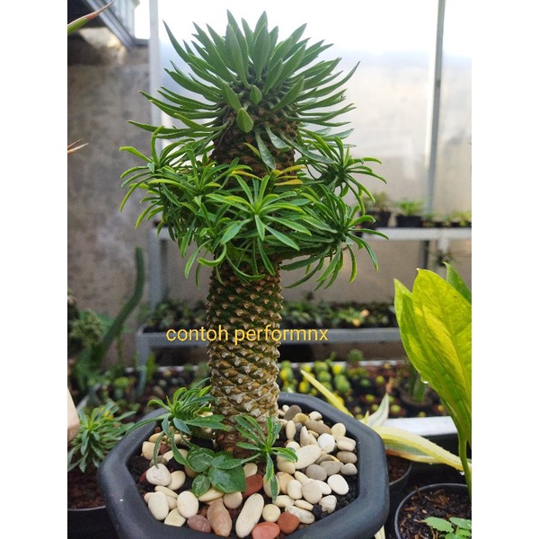 Euphorbia sutetsu kirin