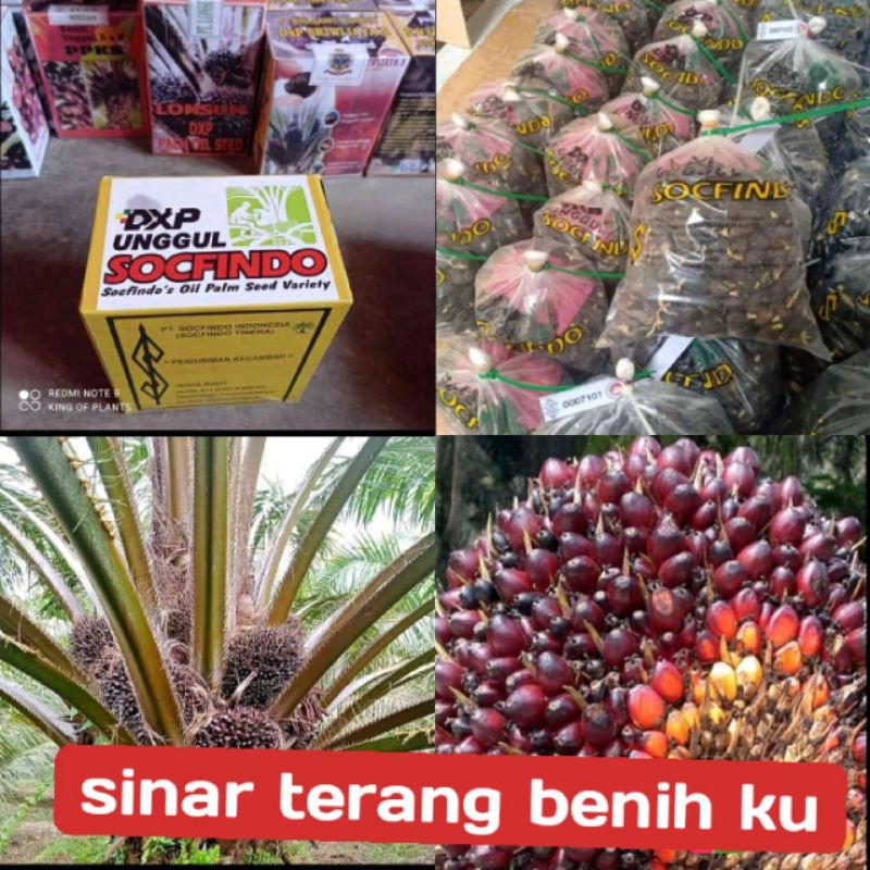 bibit kelapa sawit socpindo