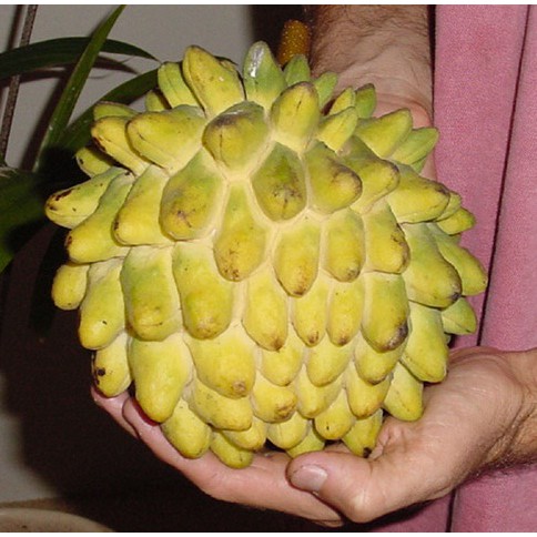 Bibit Tanaman Buah Srikaya Biriba