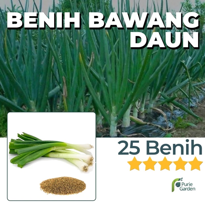 Benih Bibit Bawang Daun 25 Benih Dua Ribuan PG KDR