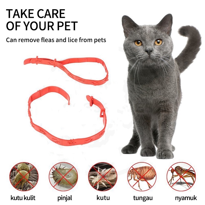 KALUNG ANTI KUTU ANJING KUCING - Kalung Obat Anti Kutu Kucing Kelinci Anjing Musang Flea Tick Cat Kitten