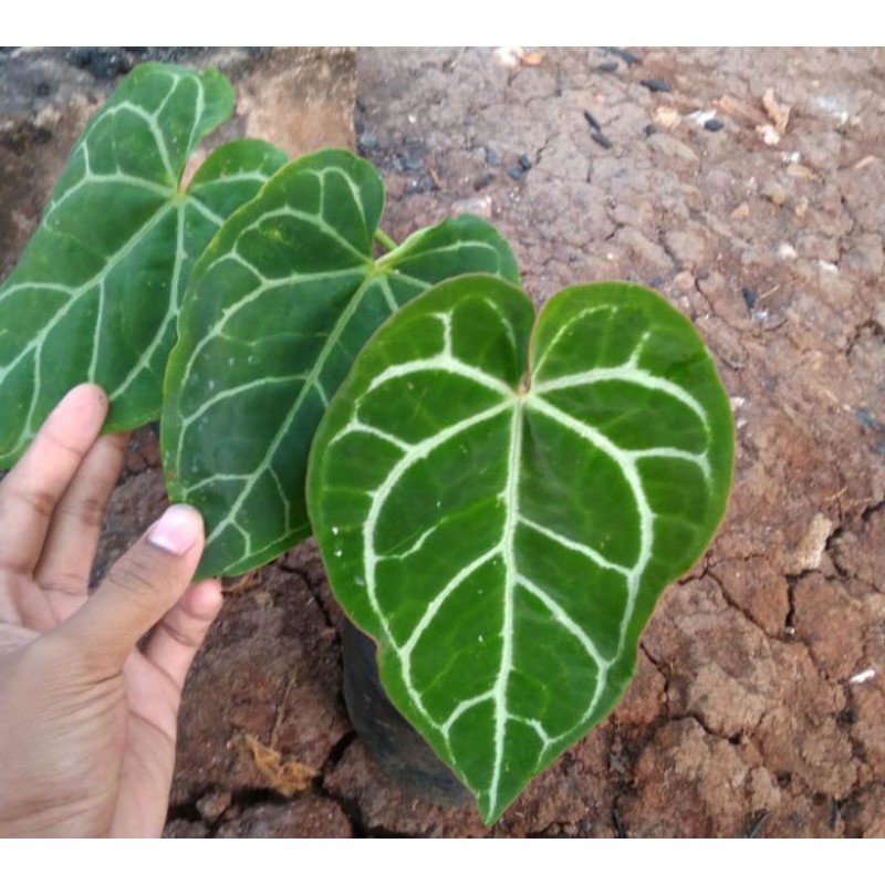 Tanaman hias kuping gajah daun besar