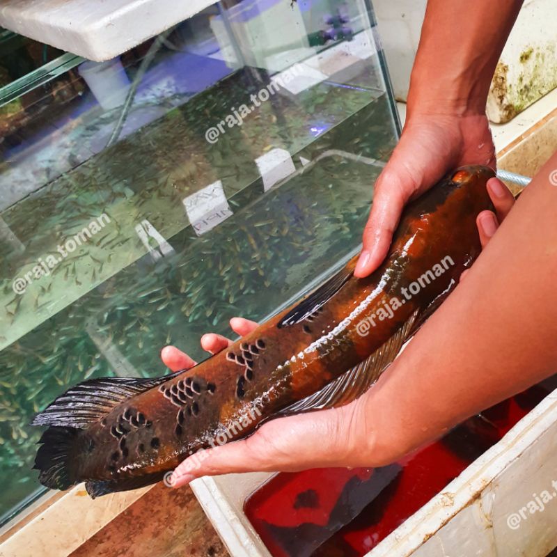 Promo Channa Chana Red Pangkalan Bun Jumbo 45 cm Semi Full Bunga