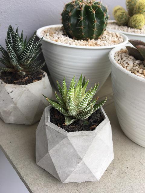 Pot Mini Oktagonal Wajik | Pot Sukulen