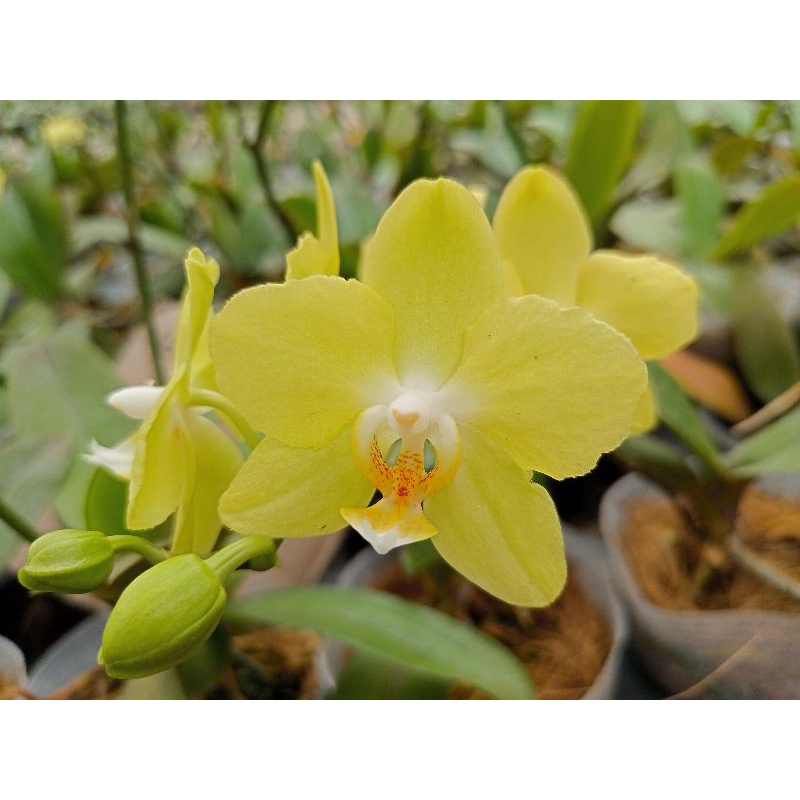 anggrek bulan grade B double tangkai spike mekar kuning kehijauan kuning lemon phalaenopsis hybrid b