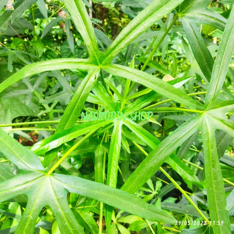 DAUN SINGKONG ARAB SEGAR 1 KG | UNTUK PROGRAM HAMIL