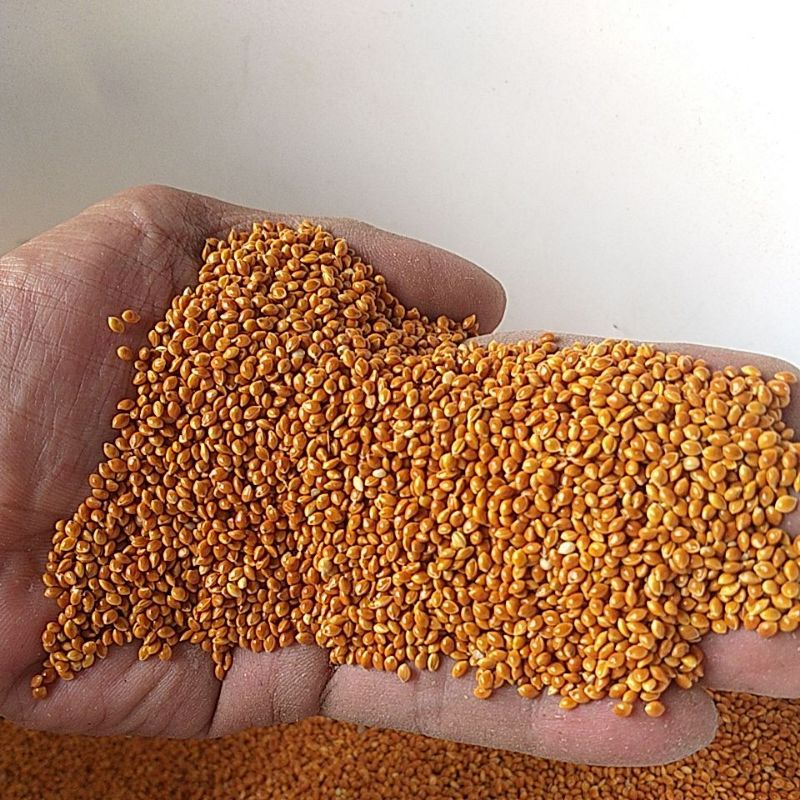 milet merah-miled vita merah-red miled-pakan perkutut-pakan burung biji²an