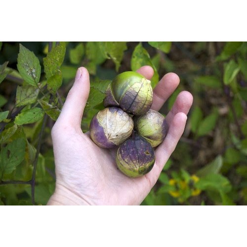 

Harga per pack_ biji benih buah cecenet putih ke unguan /30 biji