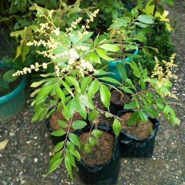 Bibit Kelengkeng New Kristal / Tanaman Buah Kelengkeng New Kristal /Cepat Berbunga