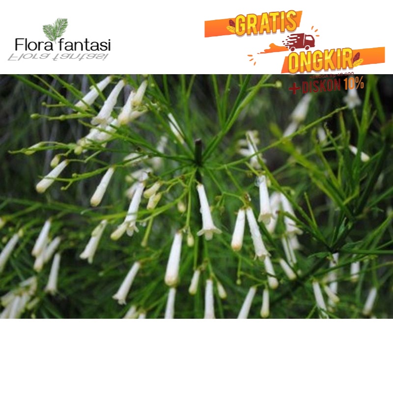 Tanaman hias air mancur bunga putih - tanaman murah - tanaman hidup - bunga hidup ( TANAMAN HIAS HID