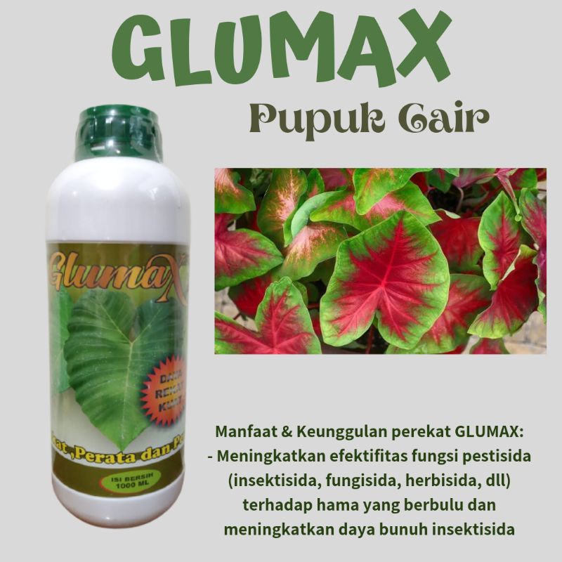 Pupuk Navatop Untuk Tanaman Hias, Asam Amino Nutrisi Tanaman Aglonema