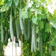 20 BENIH GAMBAS OYONG PANJANG