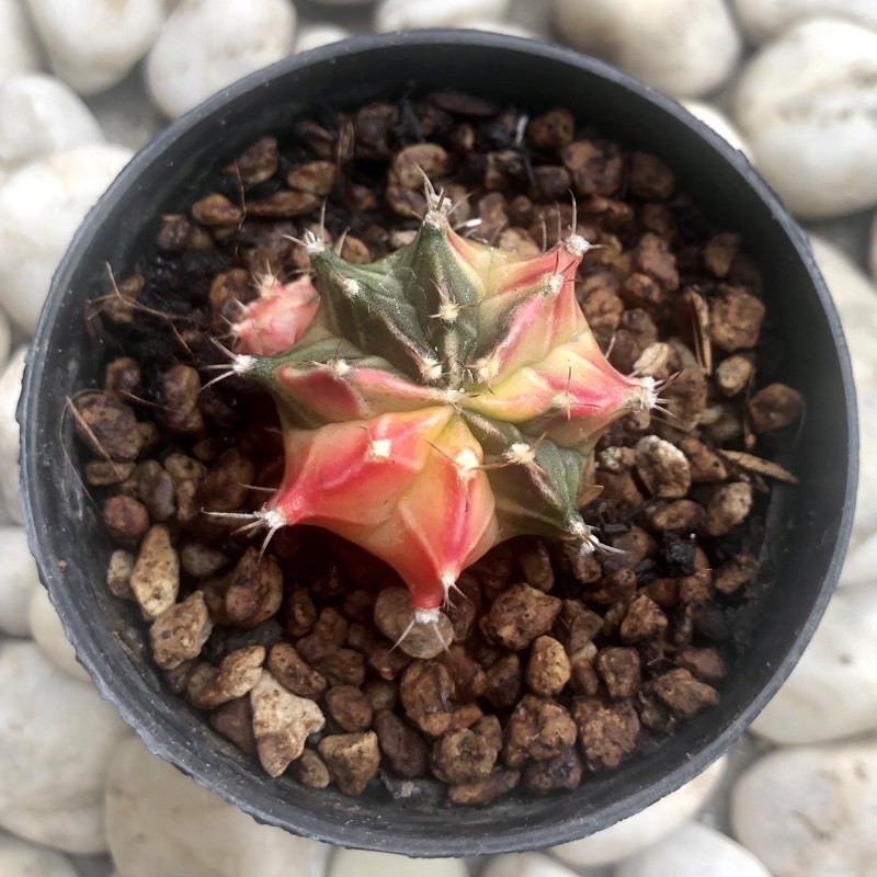 Kaktus Gymno Starfire (INDUKAN dengan ANAKAN)