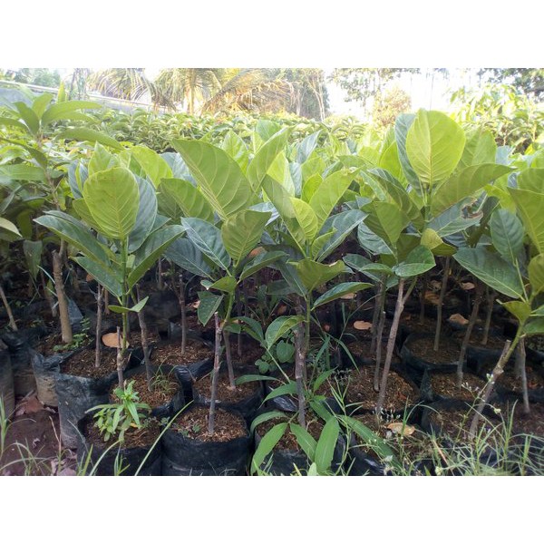 

Bibit Nangka Merah