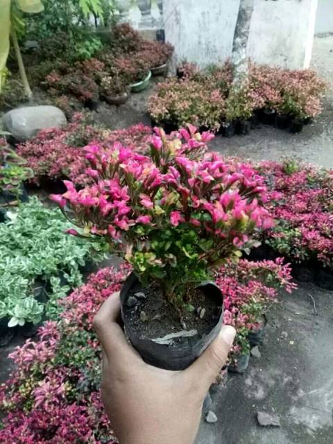 krokot merah super2 jual polibekan asli sperti difoto