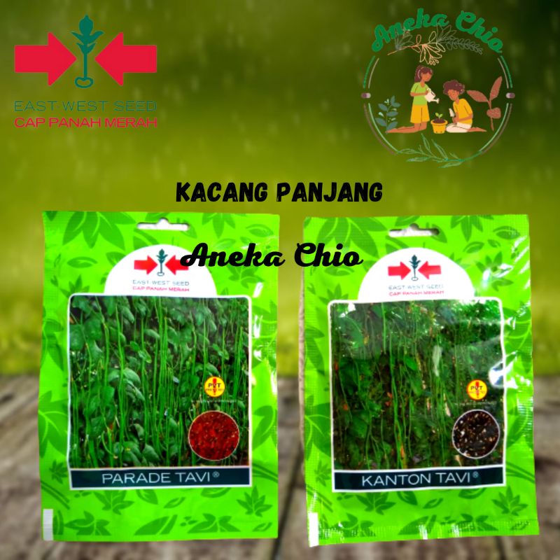 Benih Tanaman bibit sayur kacang panjang panah merah