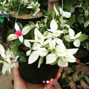 Tanaman Hias Gantung Hebras Gerbera