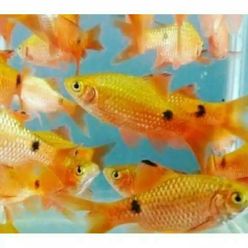 IKAN BARBIR AQUARIUM AQUASCAPE
