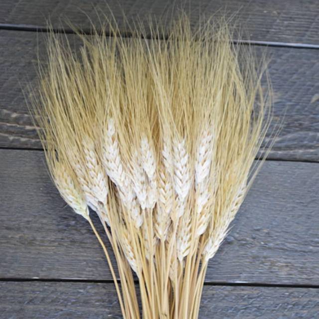 Set 50 Tangkai Bunga Asli Gandum Kering ( Panjang 60cm ) - Decoration Real Dried Flower Wedding / Ca