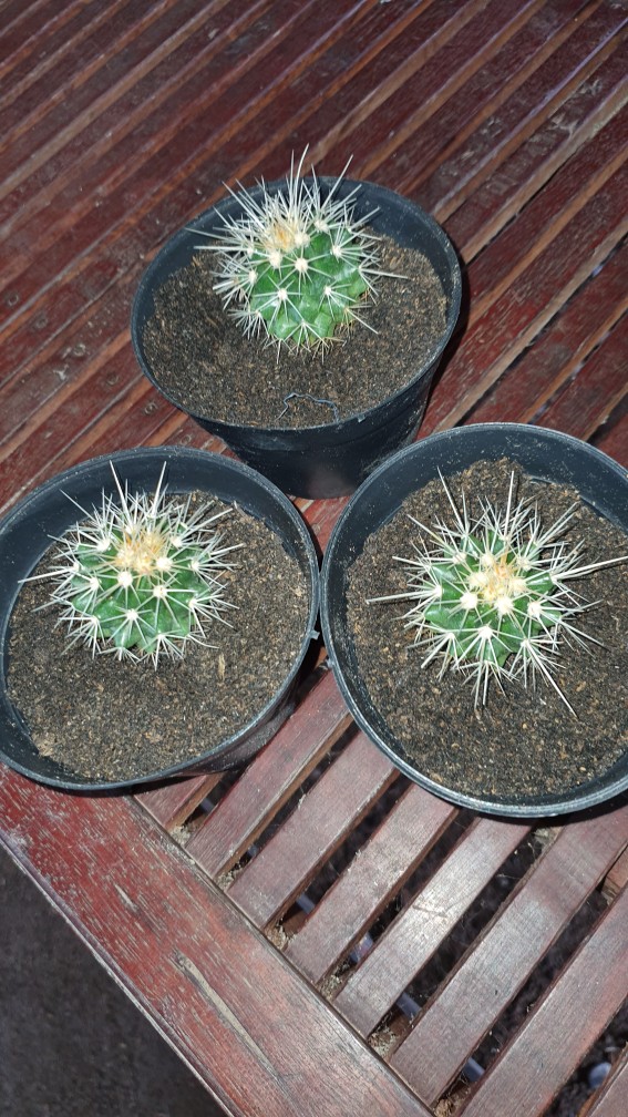 Tanaman Kaktus Hias Cactus Golden Barrel Barel