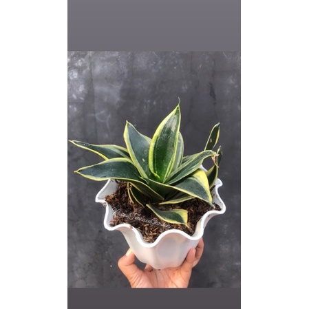 Sansievera Kodok /Lidah Mertua Mini