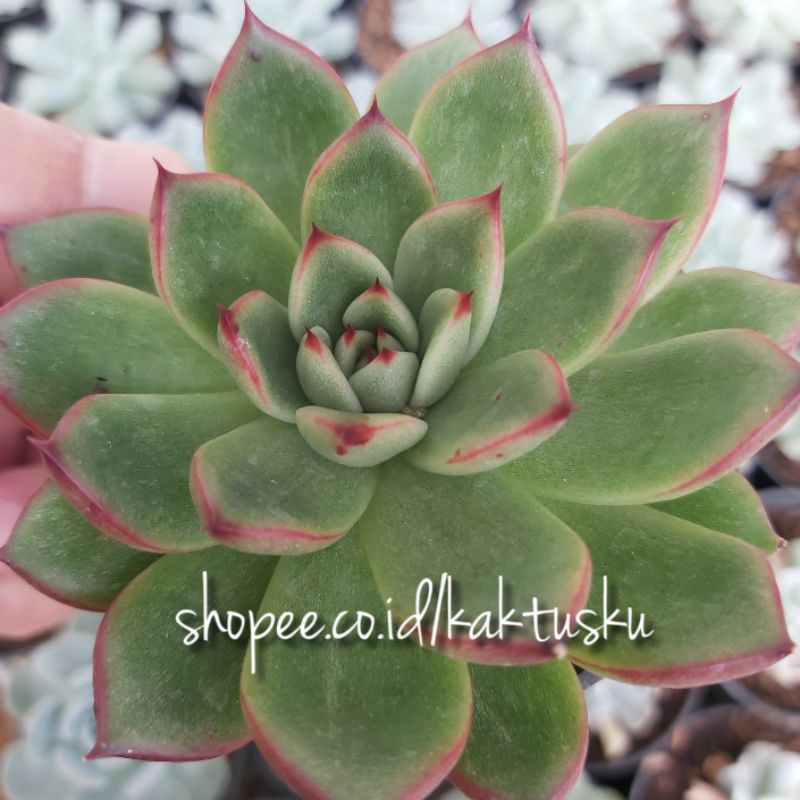 KAKTUS SUKULEN_Echeveria Agavoides