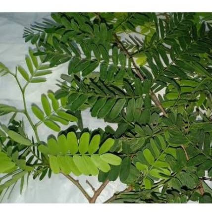 

Sinom / Daun Asam Jawa 500gr / Godong Asem / Daun Asem