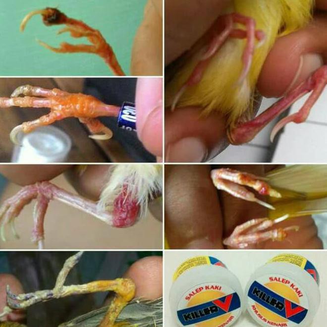 Salep Burung Killer V Kode 918 Shopee Indonesia