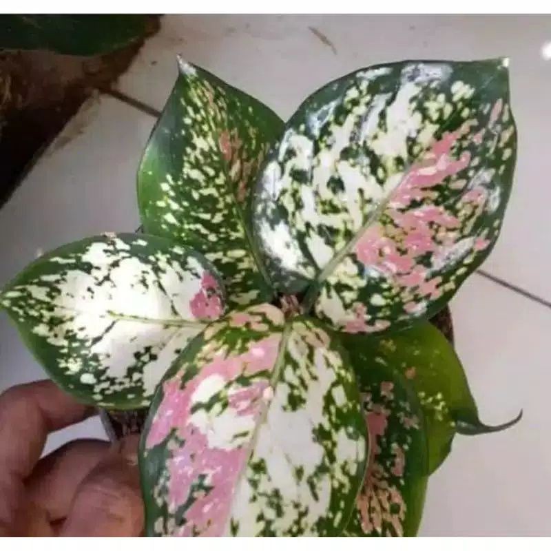 bonggol aglonema tricolor