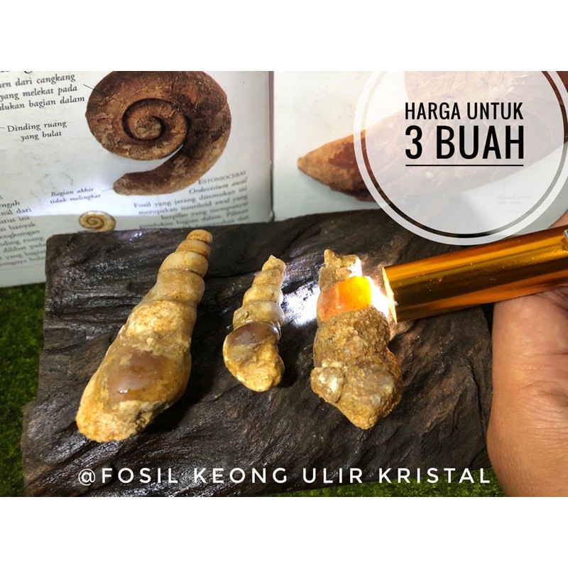 Fosil Keong Ulir Kristal B78 atau Fosil Kerang atau Batu Keong Buntet