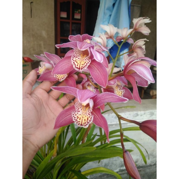 Cymbidium Australia Mikivieta Dewasa