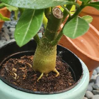  Tanaman  Hias  Adenium Mini dengan Pot  Tanah Shopee Indonesia