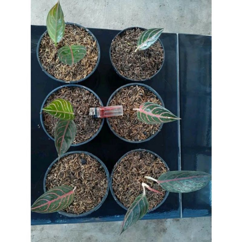 Aglonema Red Sumatra Anakan/baby