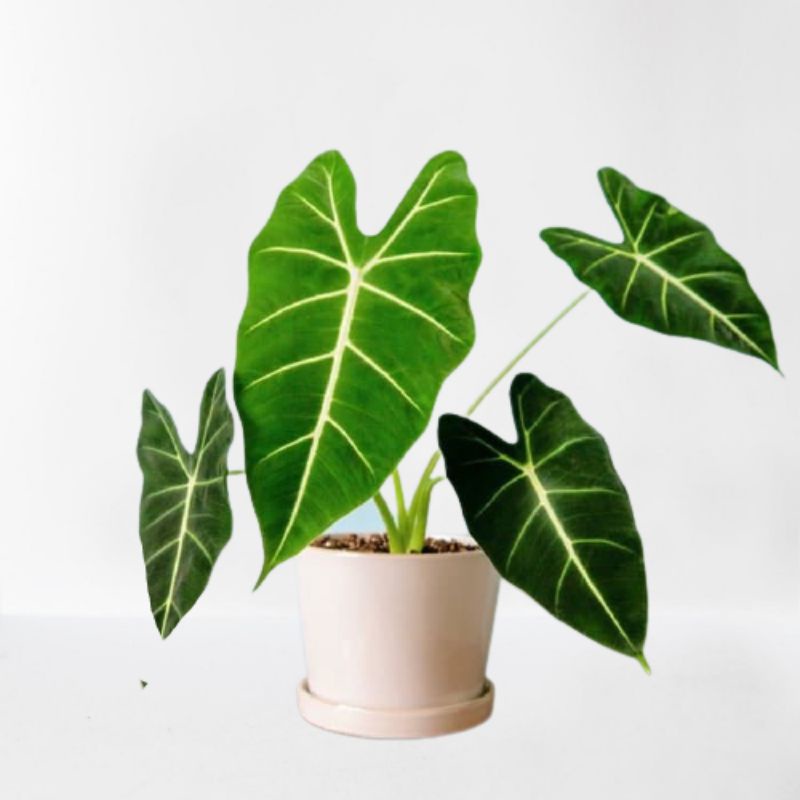 promo keladi alocasia  amazon lokal
