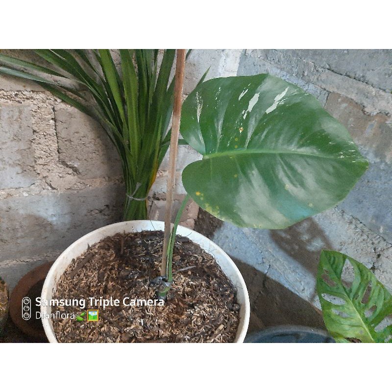 monstera varigata / monstera albo