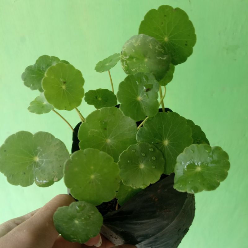 tanaman hias bunga tanaman herbal pegagan , daun segar pegagan